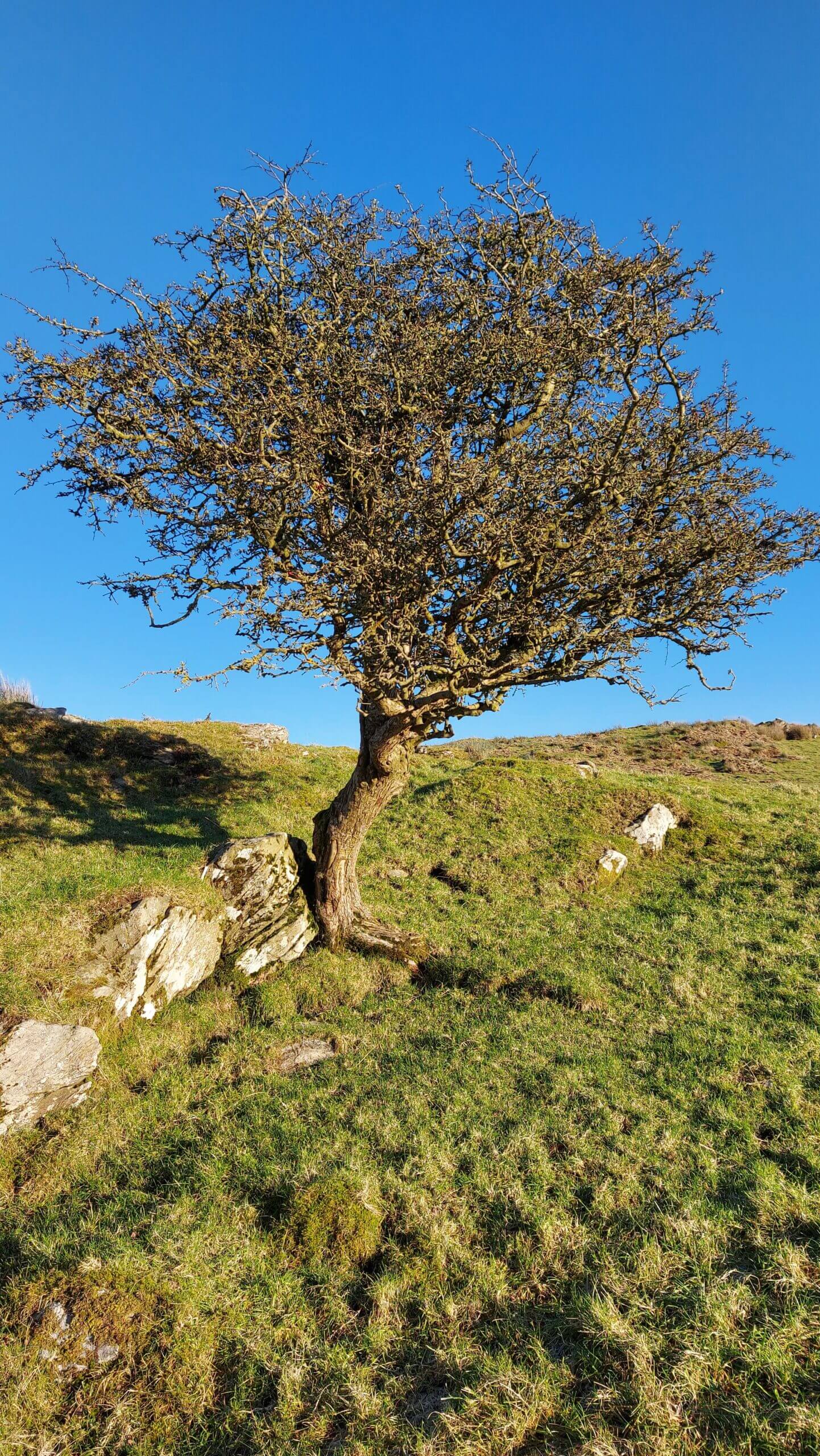 Fairy Tree, Drumacullin, Glenshesk, Ballycastle, 2021. Photo - Niall McCaughan