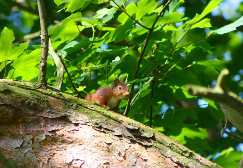 Red Squirrel in Glenshesk