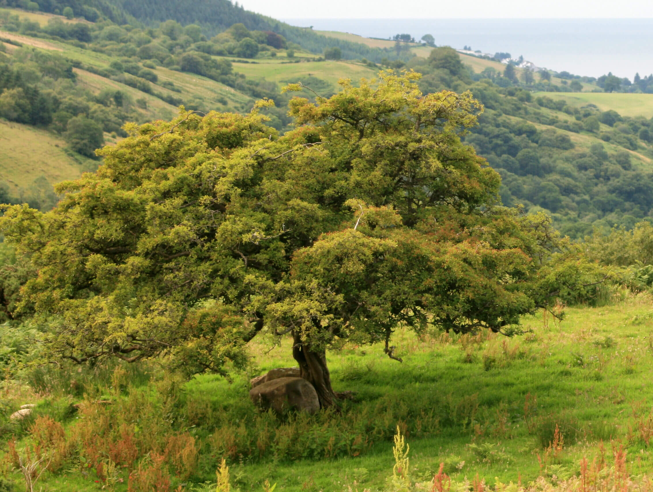 Ancient Fairy Tree at Drumacullion, Glenshesk