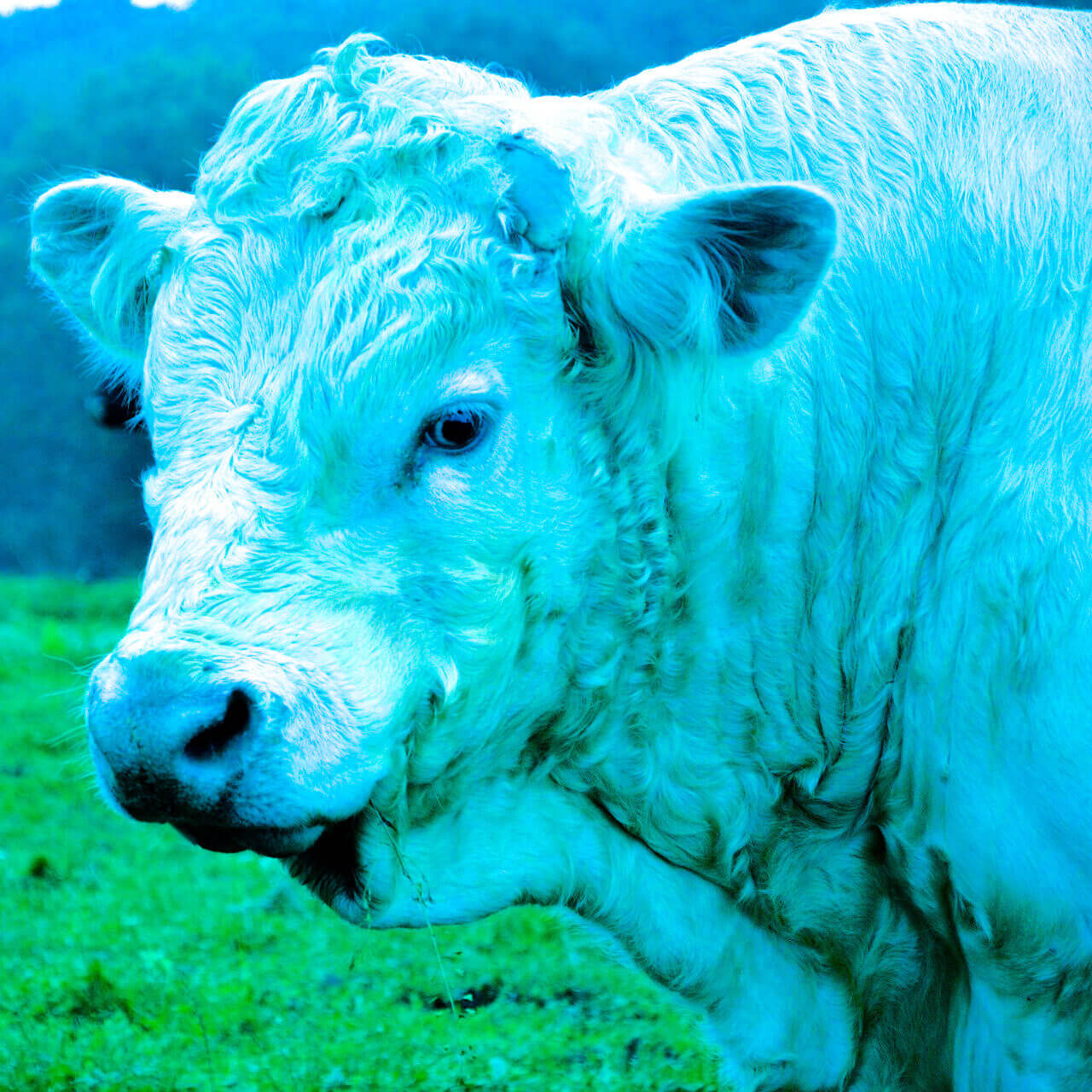 Blue Bull at Glenshesk, Ballycastle