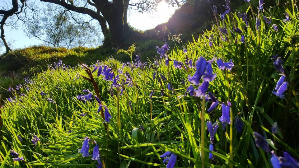 Wild bluebells in Glenshesk. Photo - Niall McCaughan