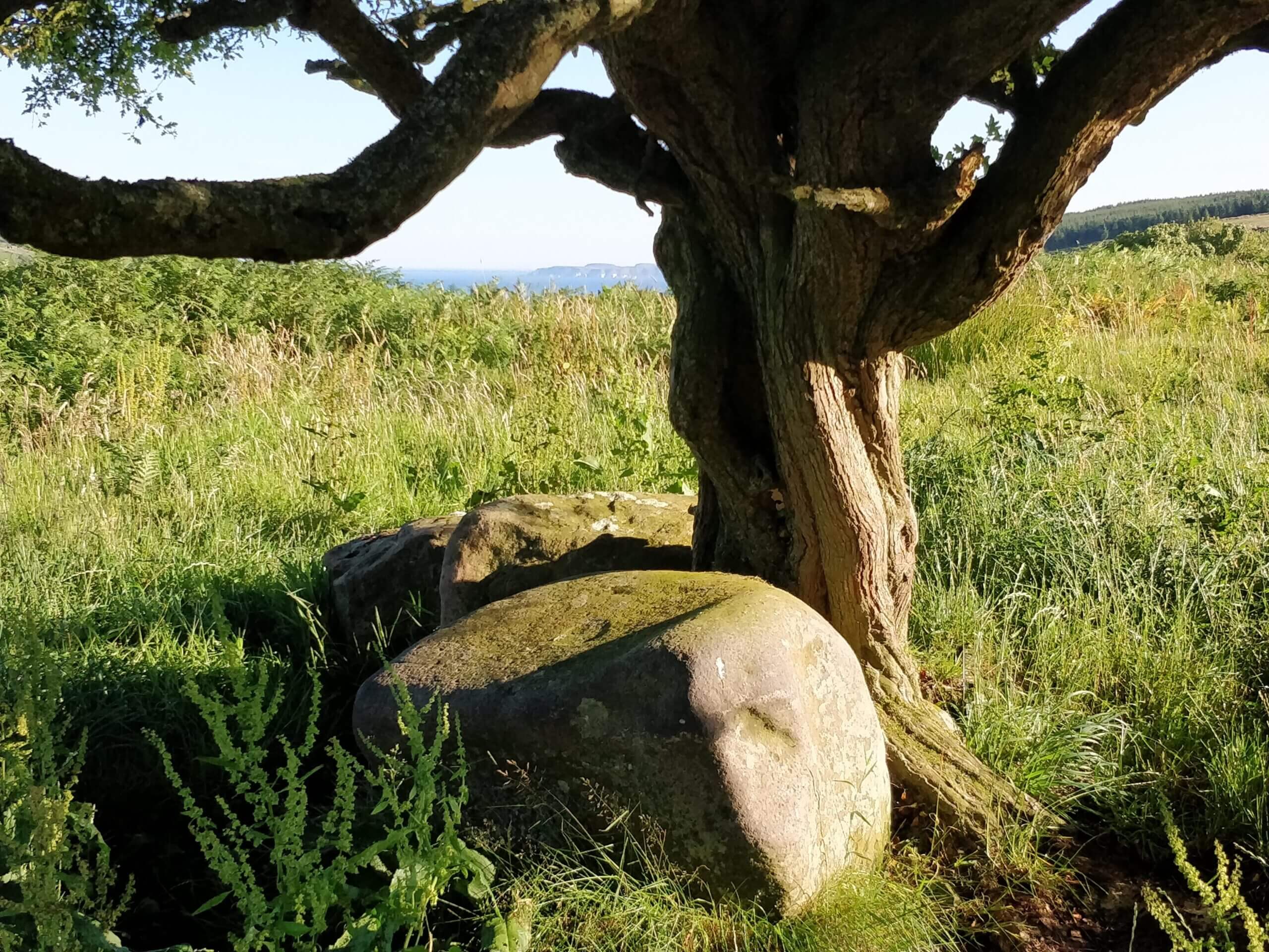 A good seat at an ancient fairy tree, Glenshesk